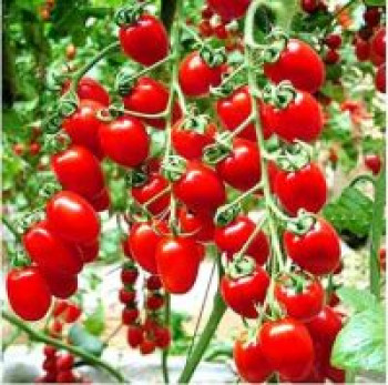 R-DRoz Cherry Tomato Premium Seeds - Pack of 50 Hybrid Seeds Seed  (50 per packet)